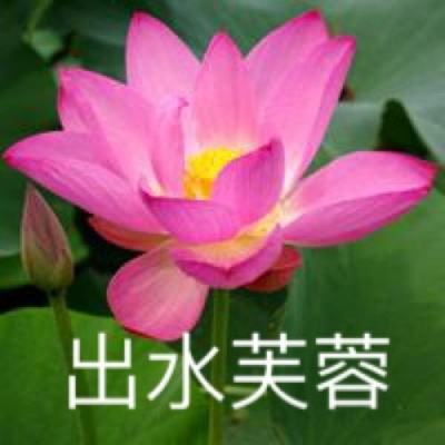 胖大猪破解游戏盒子下载